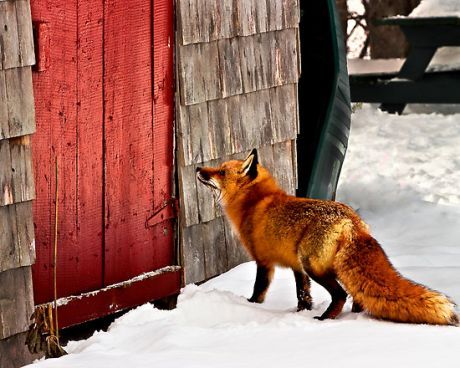 Fox guarding hen house